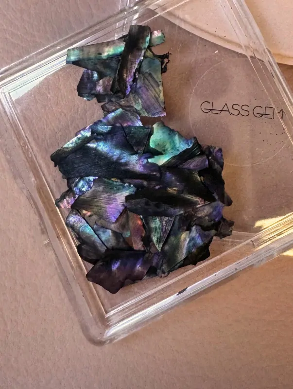 Dark Violet Shell